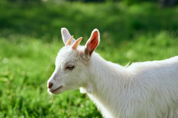 Pequeno Bode Bebê Bonito Fazenda — Fotografia de Stock