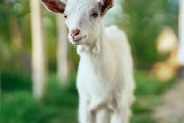 Lindo Pequeño Bebé Cabra Granja —  Fotos de Stock