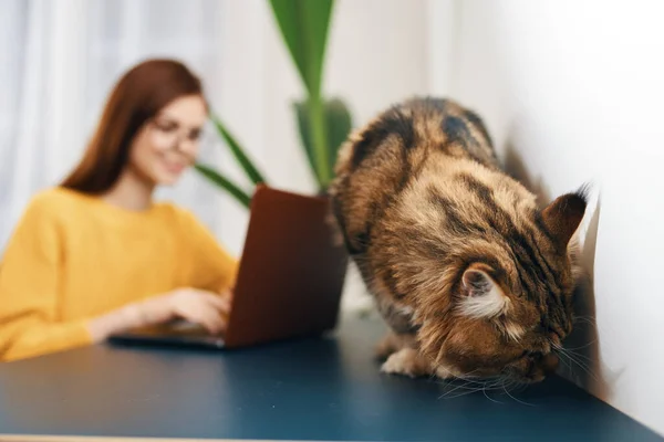 cute cat and woman working on laptop on background