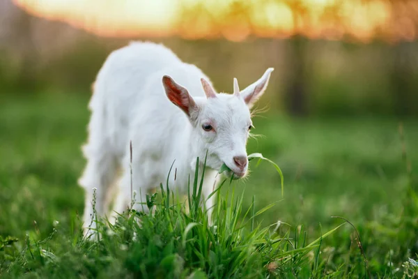 Pequeno Bode Bebê Bonito Fazenda — Fotografia de Stock