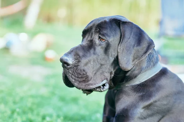 Lindo Perro Negro Césped Verde —  Fotos de Stock