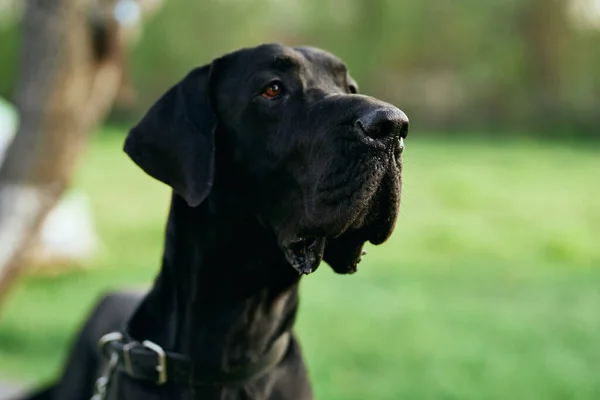 Lindo Perro Negro Césped Verde —  Fotos de Stock