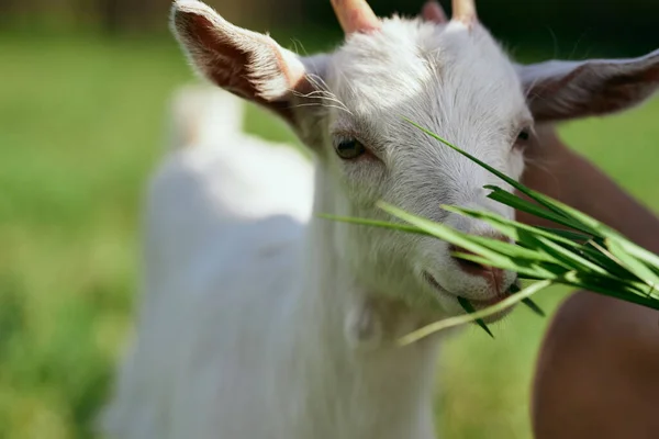 Woman Giving Grass Cute Little Baby Goat Farm — Stock Photo, Image