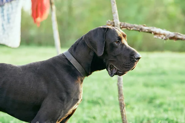 Söt Svart Hund Grön Gräsmatta — Stockfoto