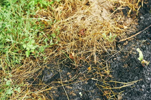 Burned Grass Background Eco — Stock Photo, Image