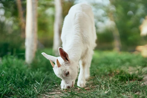 Lindo Pequeño Bebé Cabra Granja —  Fotos de Stock