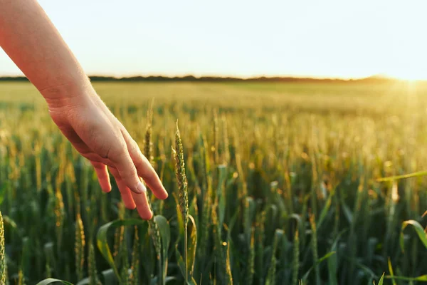 Donna Che Tocca Grano Sul Campo — Foto Stock