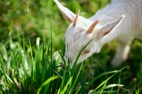 Pequeno Bode Bebê Bonito Fazenda — Fotografia de Stock