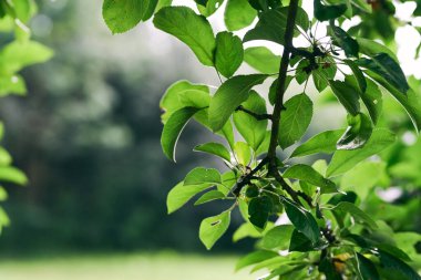 Yeşil ağaç yaprakları, kapatın.