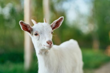 Çiftlikteki küçük sevimli keçi yavrusu