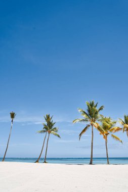 Sahilde yetişen güzel palmiyeler      