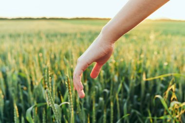 Tarlada buğdaya dokunan kadın 