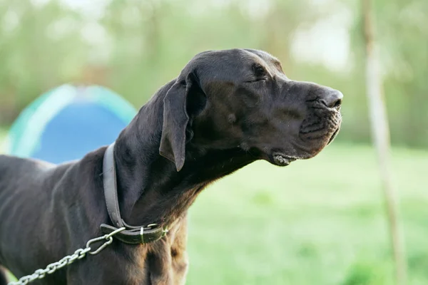 Cute Black Dog Green Lawn — Stock Photo, Image