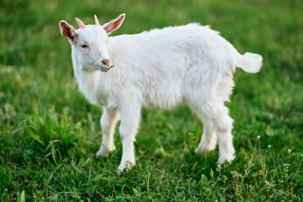 Cute Little Baby Goat Farm — Stock Photo, Image