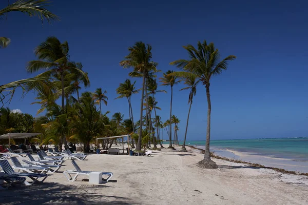 Beaux Tee Palmiers Poussant Sur Plage — Photo