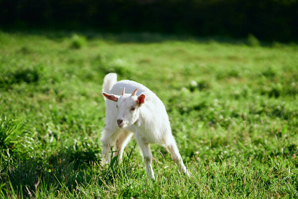 Cute little baby goat on the farm