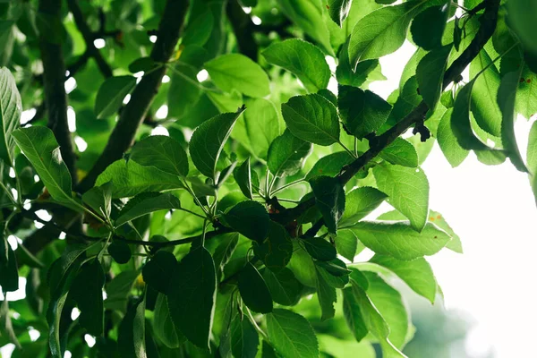 Zelené Listy Stromu Zavřít — Stock fotografie