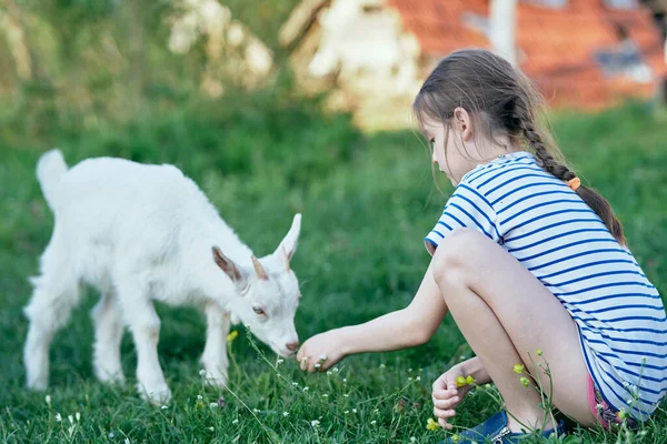 Cute Girl Playing White Goat Lawn — Stock Photo, Image