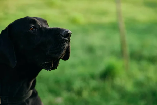 Söt Svart Hund Grön Gräsmatta — Stockfoto