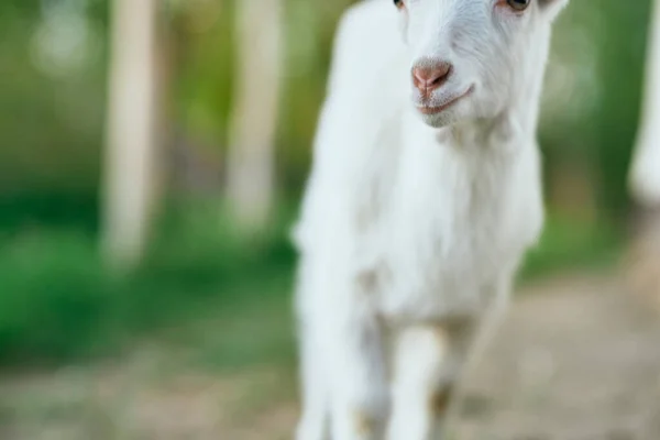 Lindo Pequeño Bebé Cabra Granja —  Fotos de Stock