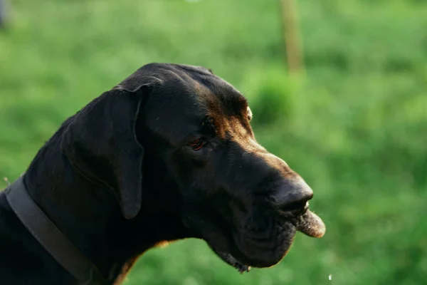 Lindo Perro Negro Césped Verde —  Fotos de Stock