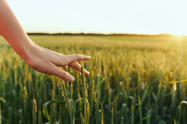 Donna Che Tocca Grano Sul Campo — Foto Stock