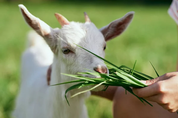 Mulher Dando Grama Para Bode Bebê Pequeno Bonito Fazenda — Fotografia de Stock