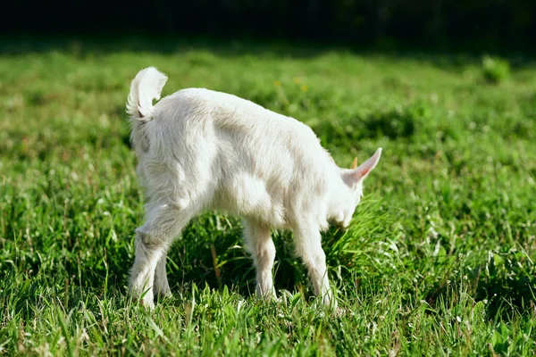 Pequeno Bode Bebê Bonito Fazenda — Fotografia de Stock