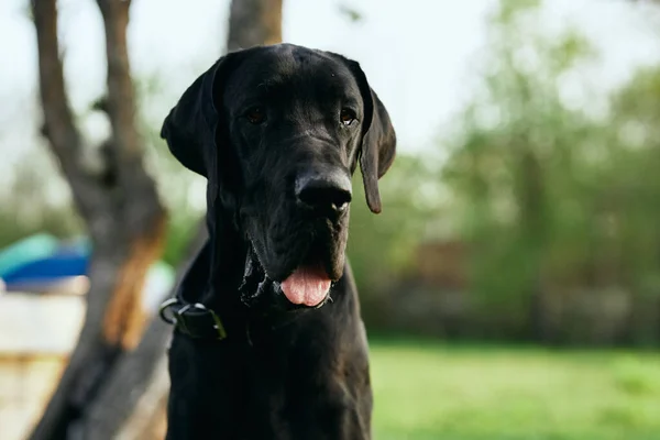 Leuke Zwarte Hond Groen Gazon — Stockfoto