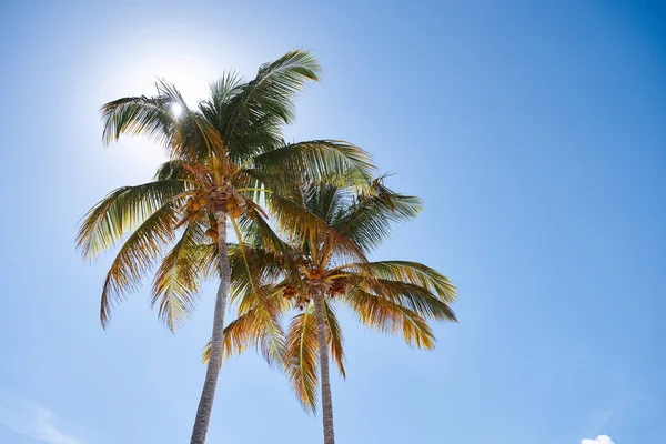 Green palm tree leaves on blue sky background