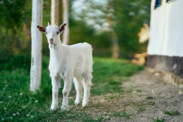 Mignon Petit Bébé Chèvre Ferme — Photo