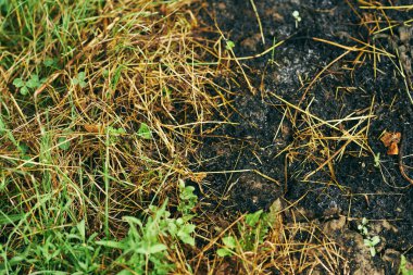 yanmış çimen arkaplanı, eko