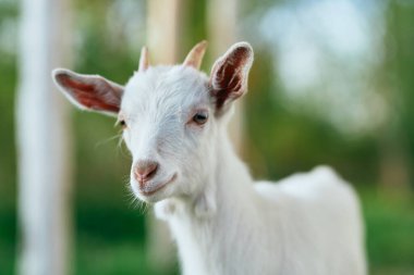 Çiftlikteki küçük sevimli keçi yavrusu