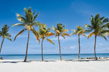 Sahilde yetişen güzel palmiyeler      