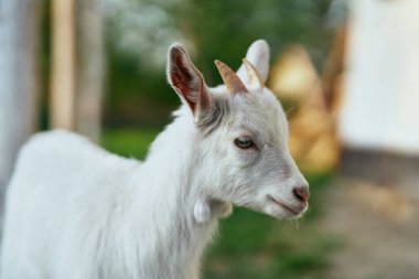 Çiftlikteki küçük sevimli keçi yavrusu