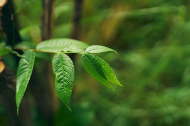 Yeşil ağaç yaprakları, kapatın.