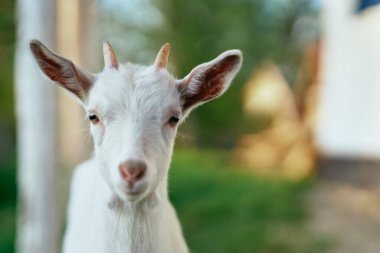 Çiftlikteki küçük sevimli keçi yavrusu