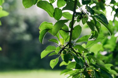 Yeşil ağaç yaprakları, kapatın.