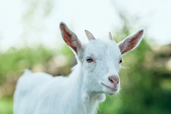 Schattig Klein Geitje Boerderij — Stockfoto