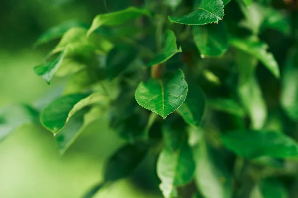 Green Tree Leaves Close — Stock Photo, Image