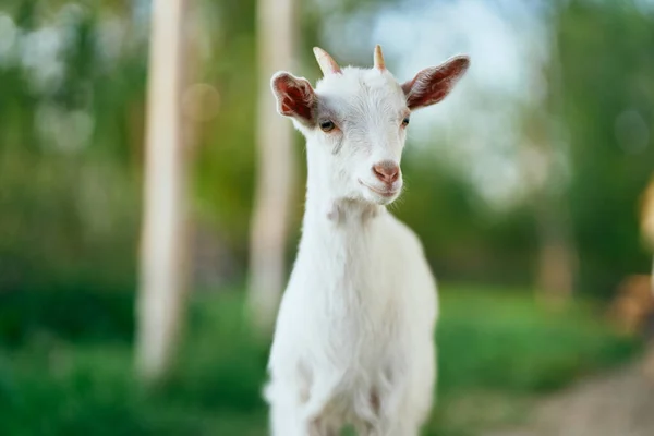 Lindo Pequeño Bebé Cabra Granja — Foto de Stock