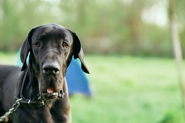 緑の芝生の上でかわいい黒い犬 — ストック写真