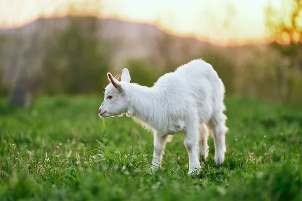 Pequeno Bode Bebê Bonito Fazenda — Fotografia de Stock