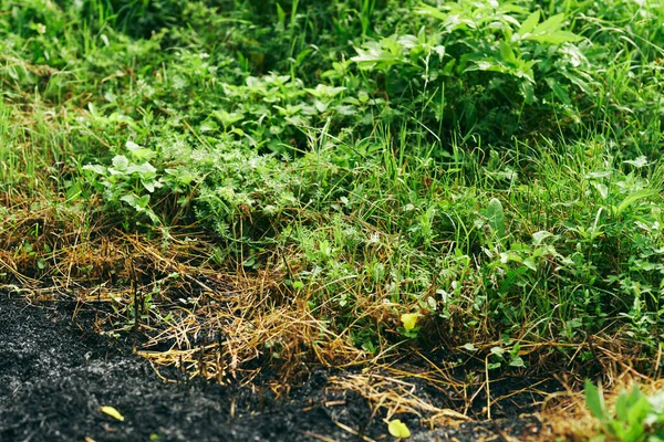 Burned Grass Background Eco — Stock Photo, Image