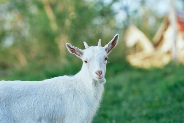 Cute little baby goat on the farm