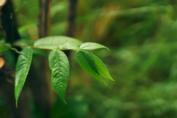 Feuilles Arbre Vert Gros Plan — Photo