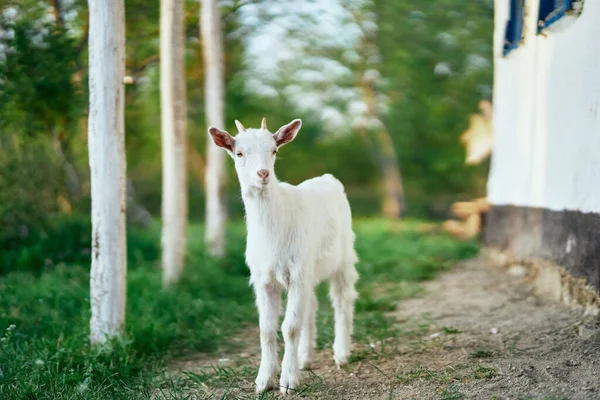 Aranyos Kis Kecske Farmon — Stock Fotó