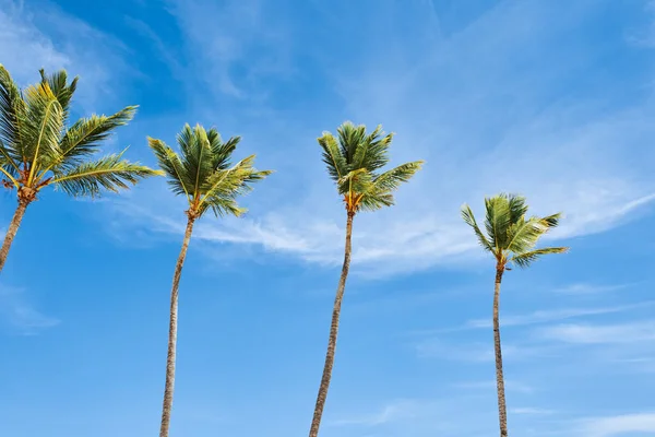 Folhas Palmeira Verde Fundo Azul Céu — Fotografia de Stock