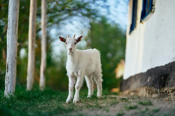 Pequeno Bode Bebê Bonito Fazenda — Fotografia de Stock