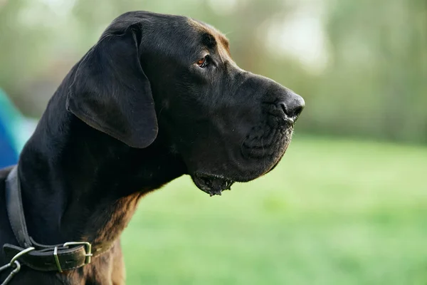 Netter Schwarzer Hund Auf Grünem Rasen — Stockfoto